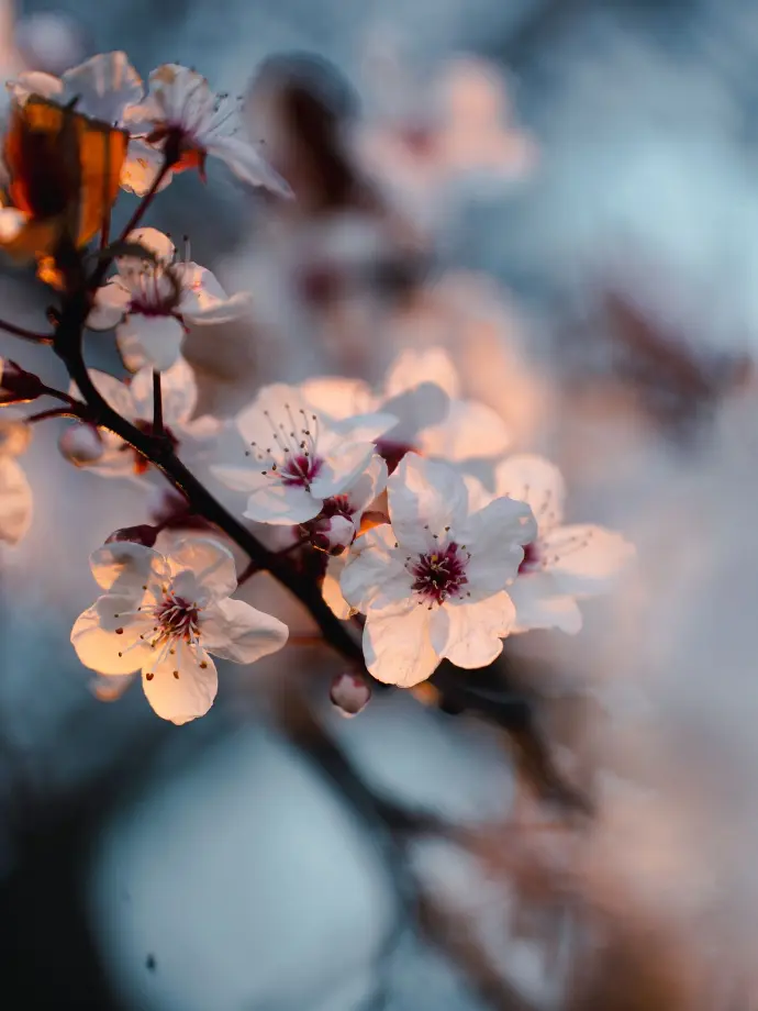 a close up of a flower on a tree branch